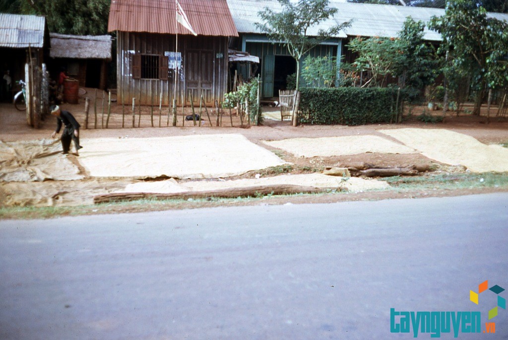 009 Ban Me Thuot, drying rice